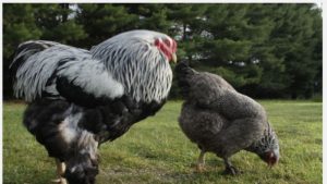 Lee más sobre el artículo Los NFT que revolucionan el corral: ahora puedes comprar selfies de gallinas