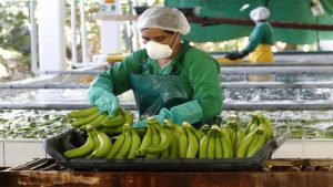 Lee más sobre el artículo Ecuador: las exportaciones de banano siguen bajando