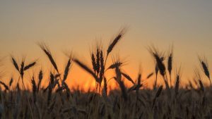 Lee más sobre el artículo Turquía anuncia que Rusia y Ucrania han llegado a un acuerdo para permitir la exportación de cereales