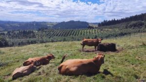 Lee más sobre el artículo La carne de vacuno, un sector en crecimiento y con potencial bursátil