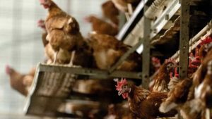 Lee más sobre el artículo Registro de gallinas ponedoras obligatorio en septiembre