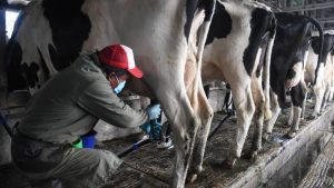 Lee más sobre el artículo A la fecha, por litro de leche en finca se paga mínimo 49,78 centavos más bonificaciones