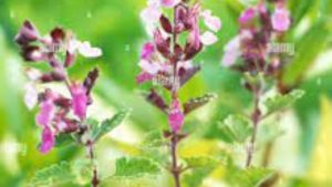 Lee más sobre el artículo Teucrium: para un mercado como este