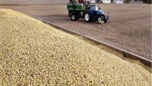 Lee más sobre el artículo Procesamiento de soja en EEUU sube en julio a 170,22 millones de bushels