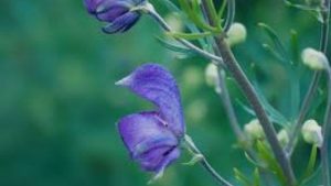 Lee más sobre el artículo Teucrium: para un mercado como este