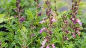 Lee más sobre el artículo Teucrium: para un mercado como este