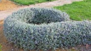 Lee más sobre el artículo Teucrium: para un mercado como este