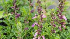 Lee más sobre el artículo Teucrium: para un mercado como este