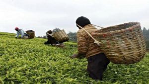 Lee más sobre el artículo Café, leche y carne: productos más afectados por las lluvias