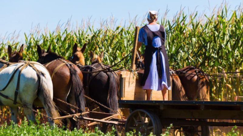 El gobierno federal de Estados Unidos allana una granja Amish