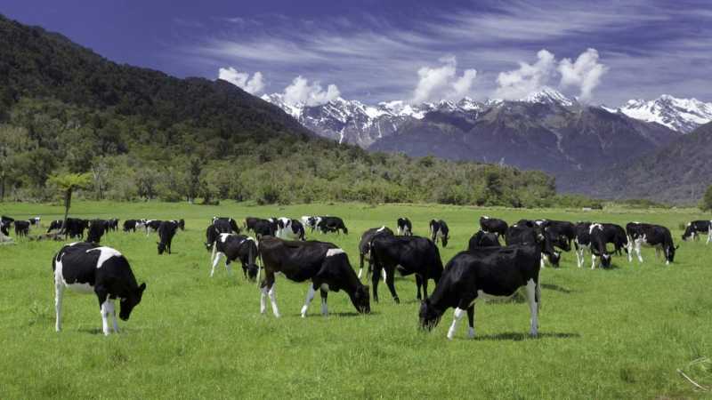 Nueva Zelanda busca convertirse en el primer país con un impuesto a las flatulencias de vacas y ovejas