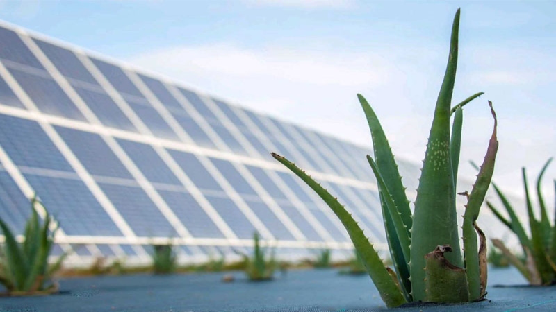 Será su mayor central solar en Italia, así como la mayor central agrovoltaica del país. Foto cortesía de Enel Green Power